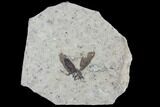 Fossil March Fly (Plecia) - Green River Formation #95846-1